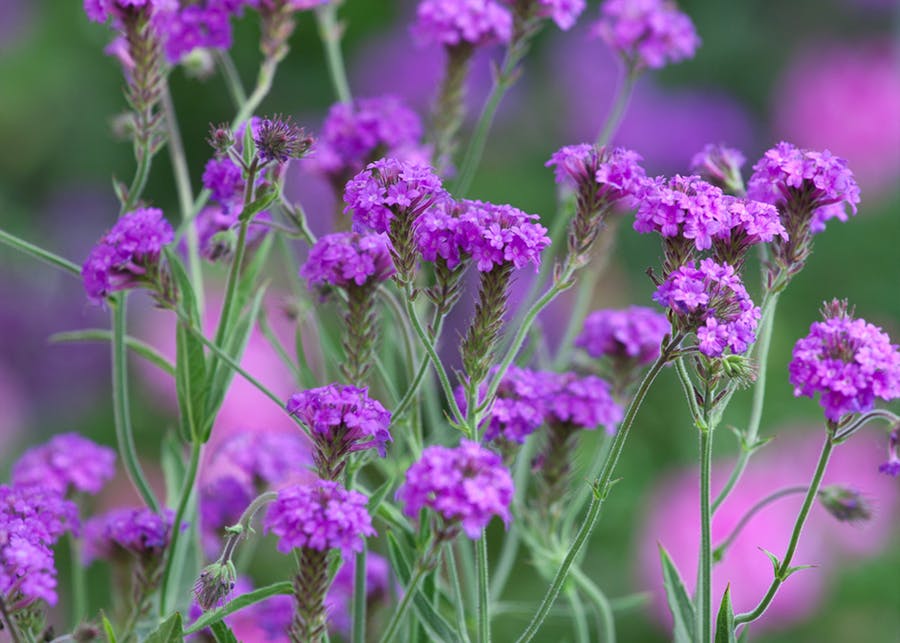 How to Plant, Grow & Care for Verbena Sarah Raven