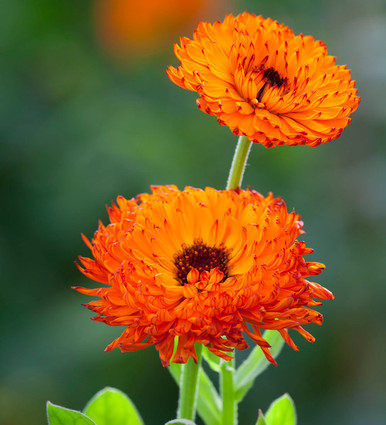 Calendula 'Neon' seeds - Calendula officinalis