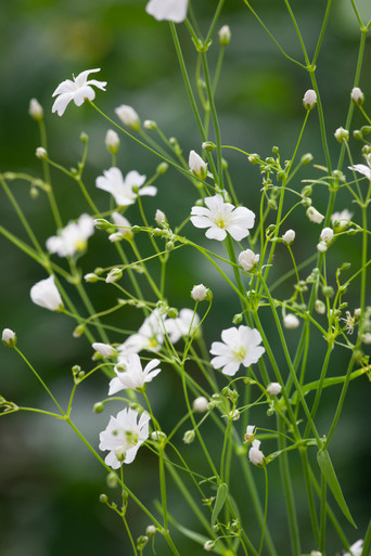 1000 White BABY'S BREATH 'Covenant Garden' Gypsophila Elegans