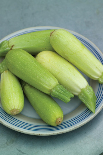 Zucchini Samen ‚Bianca Di Trieste‘ – Ertragreiche Italienische Sorte, Hellgrüne Früchte, Saatgut Für Ca. 10 Pflanzen