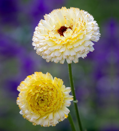 CABRADE Calendula Girl's Snow Boot: 200g enTHERMA insulated, deH 並行輸入品