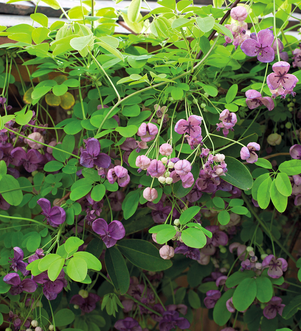 Akebia quinata (Chocolate Vine) (1 x 3 litre pot)