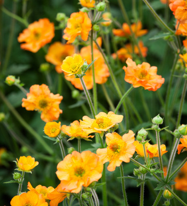 Buy Geum 'Totally Tangerine' Plants | Sarah Raven