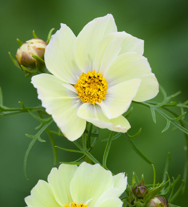 Buy Cosmos bipinnatus 'Xanthos' | Sarah Raven