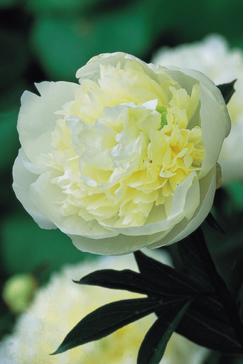 Buy Paeonia Duchesse De Nemours Peony Bare Roots Sarah Raven