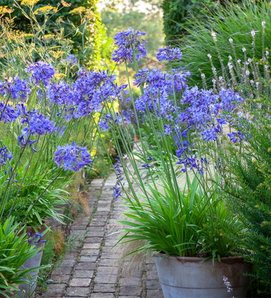 Buy Agapanthus campanulatus 'Midnight Star' | African Blue Lily | Sarah ...