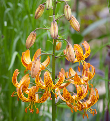 Buy Lilium X Sunny Morning Sarah Raven