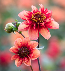 Difrax Sucette Natural +20 Mois Collection Dahlia Arches 1 Pièce