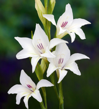 Buy Gladiolus x colvillii 'The Bride' | Sword Lily | Sarah Raven