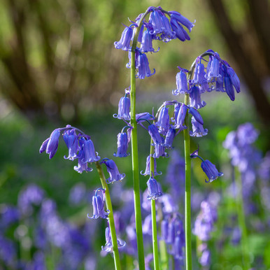 Bluebell！！ Bluebells (Hyacinthoides non scripta) | Sarah Raven