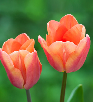 Tulip 'Apricot Foxx' | Sarah Raven