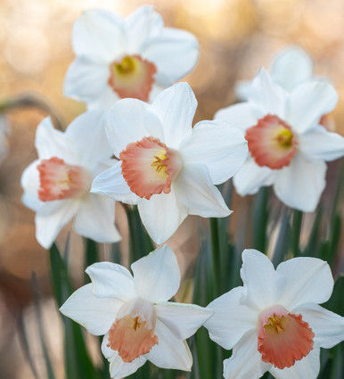 Daffodil Pink Charm, Buy Online at DutchGrown™