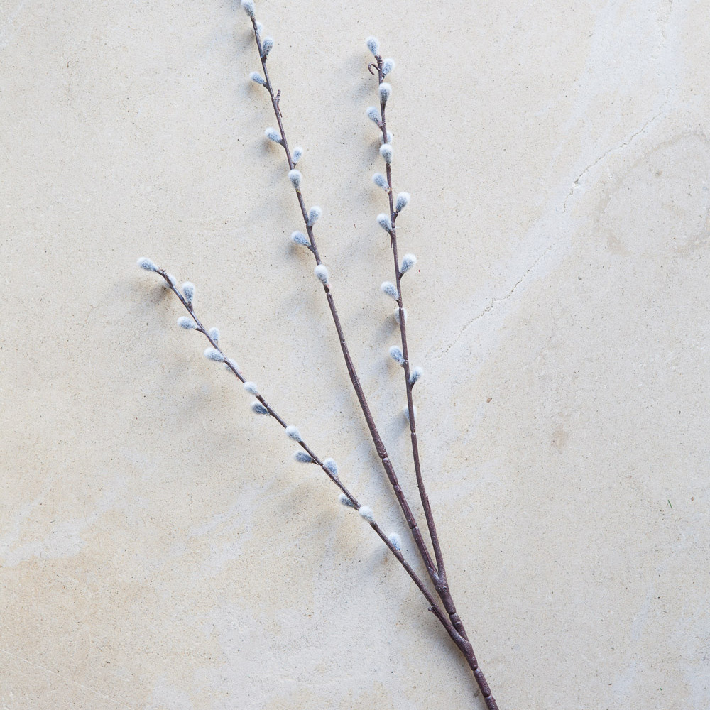 Everlasting Pussy Willow Branches (Set of 3) image