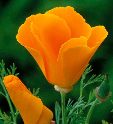 California Orange Poppy (Eschscholzia californica)