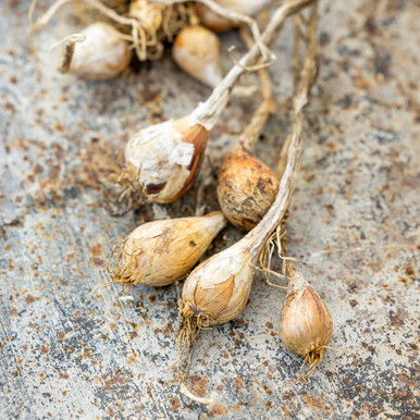 French Grey Shallots 20 Bulbs for Planting or Eating. Great Taste and Smell  