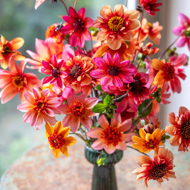 Persian Carpet Dahlia Collection | Dahlia Tubers | Sarah Raven