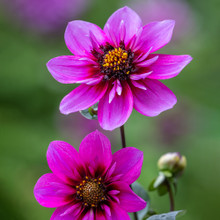 Pollinators Picnic Dahlia Collection | Dahlia | Sarah Raven