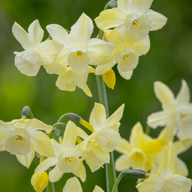 Buy Narcissus 'Moonlight Sensation' | Daffodil | Sarah Raven