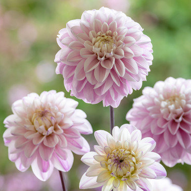小物 dahlia dahlia Buy Dahlia 'Espacio' | | Sarah Raven