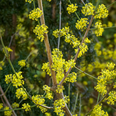 Buy Cornus mas 'Jolico' Cornelian Cherry Sarah Raven