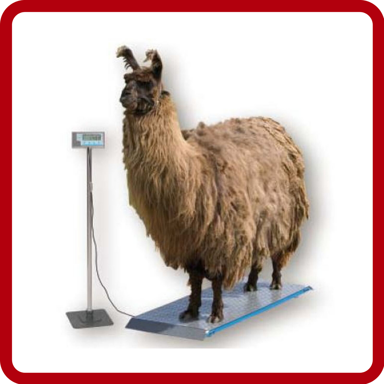 Brecknell Veterinary Scales