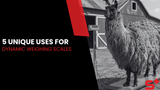 5 Unique Uses for Dynamic Weighing Scales