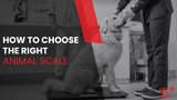 How to Choose the Right Animal Scale