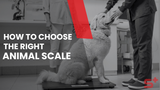 How to Choose the Right Animal Scale