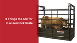 3 Things to Look for in a Livestock Scale