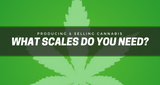 Producing and Selling Cannabis  - What Scale Do You Need?