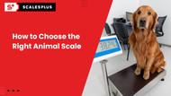 How to Choose the Right Animal Scale