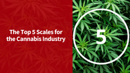 Top 5 Cannabis Scales [Updated for 2021]