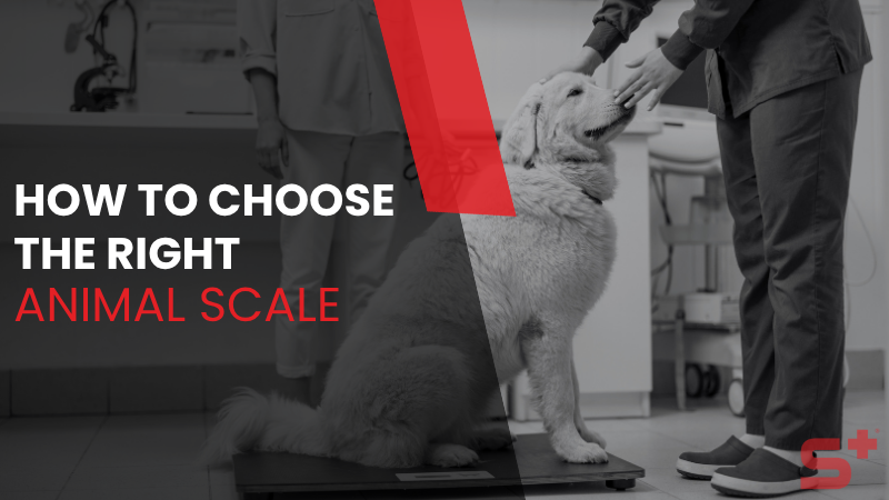 How to Choose the Right Animal Scale