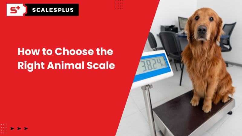 How to Choose the Right Animal Scale