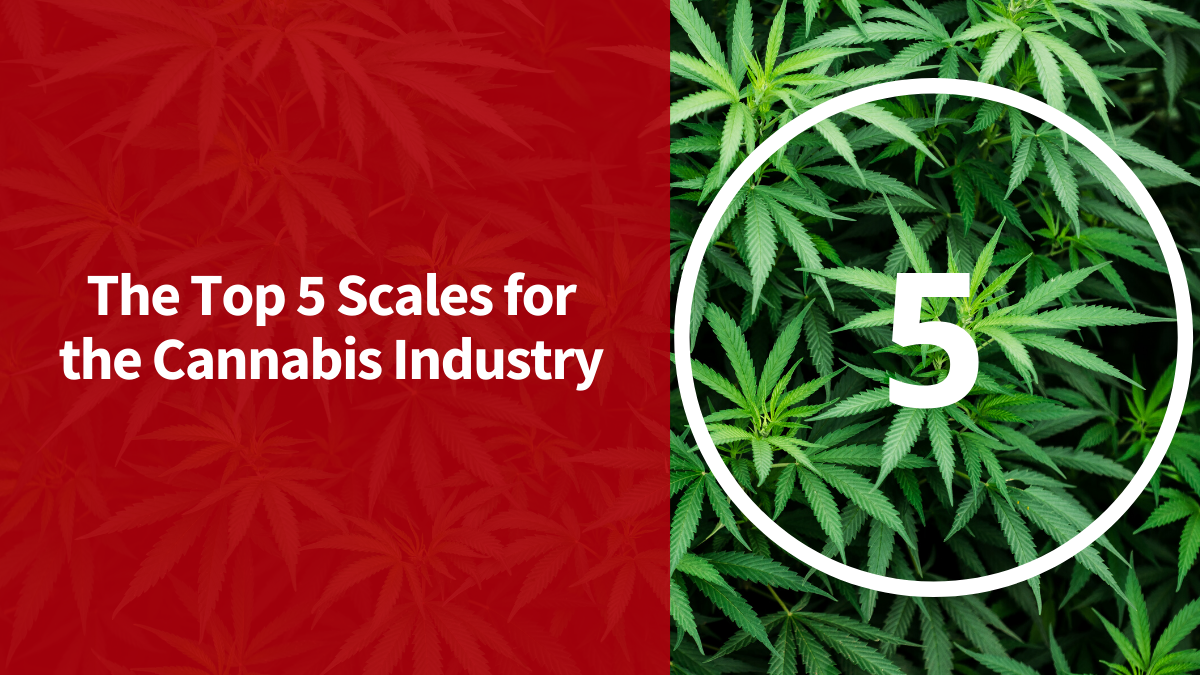 Top 5 Cannabis Scales [Updated for 2021] - Scales Plus