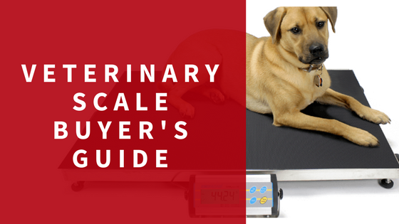 Buyer's Guide: Weighing scales for dogs