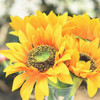 5 Heads Sunflower Arrangement in Clear Glass Vase With  Faux Water