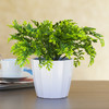  Artificial  Greenery in White Pot-6221
