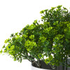 Artificial  Greenery in White Pot-6212