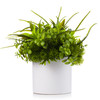 Mixed Artificial Eucalyptus Grass Arrangement  in White Ceramic Vase(Green)
