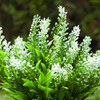Artificial Lavender Floral Arrangement in Pot(White)