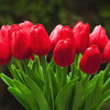 20 Pieces Artificial Real Touch Tulips Flower Arrangement in  Glass Vase With Faux Water(Red)