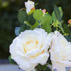3 Large Silk Roses Flower Arrangement in Clear Glass Vase With Faux Water(Peach)