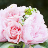 Mixed Artificial Roses Flower Arrangement in Cube Glass Vase With Faux Water(Pink)