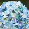  Artificial Silk Hydrangea Flower Arrangement in Cube Glass Vase With Faux Water(Aqua)