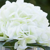 Artificial Real Touch Hydrangea Flower Arrangement in Cube Glass Vase With Faux Water(Cream)