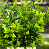 12 inches Artificial Mixed Greenery Foliage Plant in White Ceramic Pot
