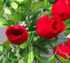  Red Rose Arrangement 12 Pieces with Glass Vase for Home Wedding Decoration