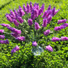 4 Lavender  Bushes with Glass Vase for Home Wedding Decoration