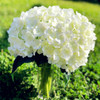 Hydrangea Bouquet with Glass Vase for Home Wedding Decoration